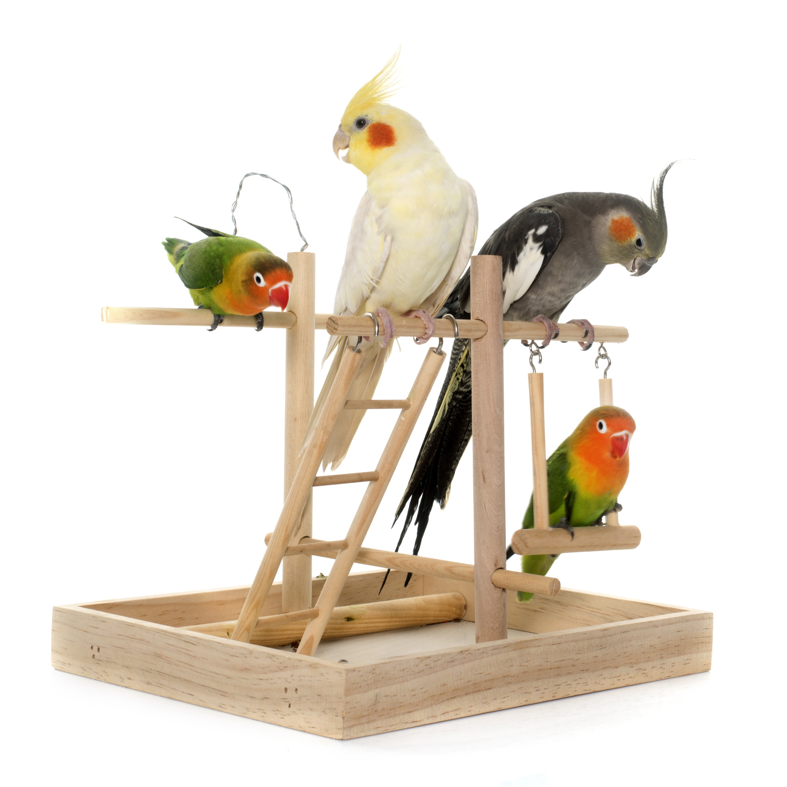 1 close-up-birds-perching-wood-against-white-background.jpg